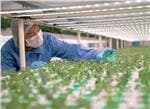 ams OSRAM LEDs for Horticultural Lighting